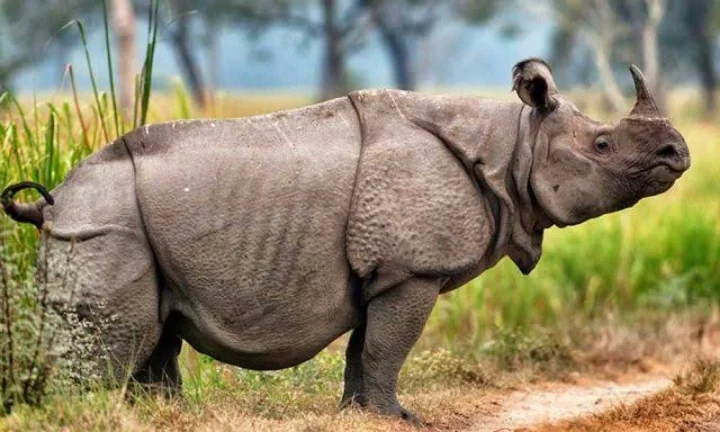 Javan Rhino Calves and Their Unique Habitat in Indonesia